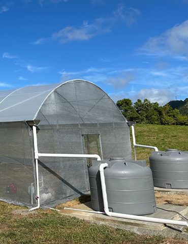 Invernadero-Juncos-01