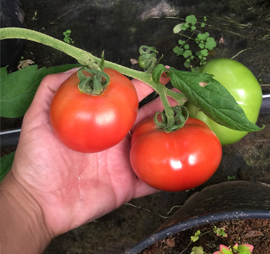 nosotros-san-pablo-02